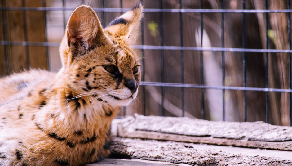 Bengal Cat with distinctive spotted coat pattern