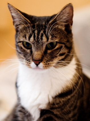 An American Shorthair cat
