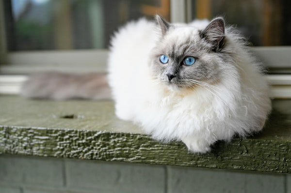 Ragdoll