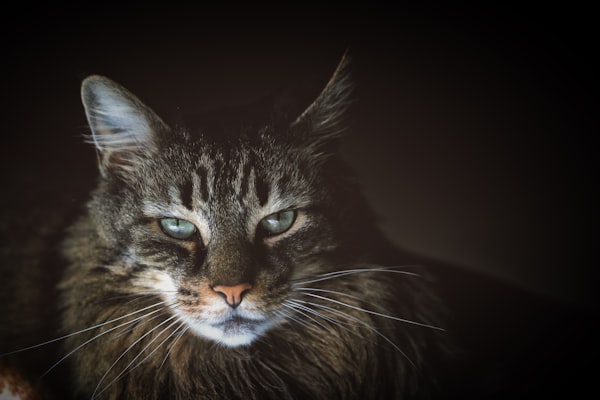 Maine Coon