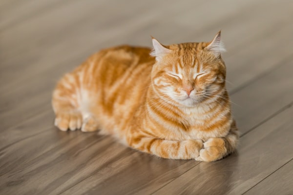 Orange Tabby