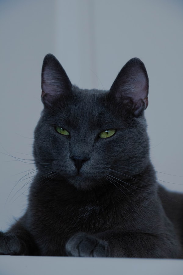 Russian Blue
